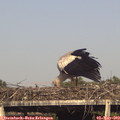 17_25-mast.jpg