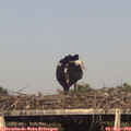 17_30-mast.jpg