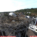 17_30-nest.jpg