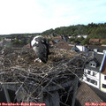 17_35-nest.jpg