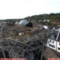 17_40-nest.jpg