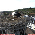 17_45-nest.jpg