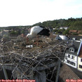 17_50-nest.jpg