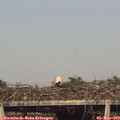 17_55-mast.jpg