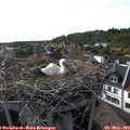 17_55-nest.jpg