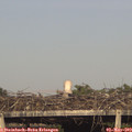 18_00-mast.jpg