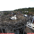 18_00-nest.jpg