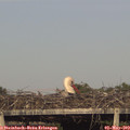 18_05-mast.jpg