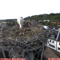 18_10-nest.jpg