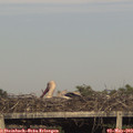 18_25-mast.jpg