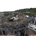 18_25-nest.jpg