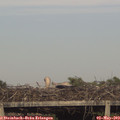 18_30-mast.jpg