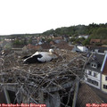 18_30-nest.jpg
