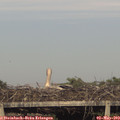 18_40-mast.jpg