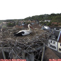 18_40-nest.jpg