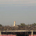 18_45-mast.jpg