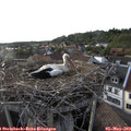 18_45-nest.jpg