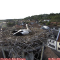 18_50-nest.jpg