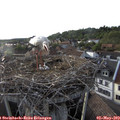 18_55-nest.jpg