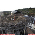 19_00-nest.jpg
