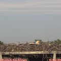 19_10-mast.jpg