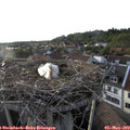 19_10-nest.jpg
