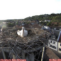 19_15-nest.jpg