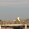 19_20-mast.jpg