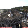 19_20-nest.jpg