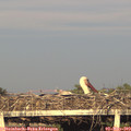19_25-mast.jpg