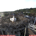 19_25-nest.jpg