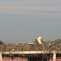19_30-mast.jpg