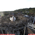 19_30-nest.jpg