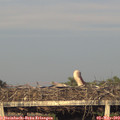 19_35-mast.jpg