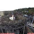 19_35-nest.jpg