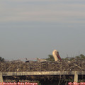 19_40-mast.jpg