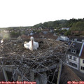 19_40-nest.jpg