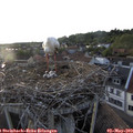 19_45-nest.jpg