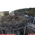 19_50-nest.jpg
