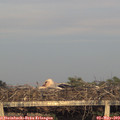 19_55-mast.jpg