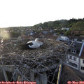 19_55-nest.jpg