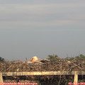 20_00-mast.jpg