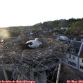 20_00-nest.jpg