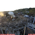 20_10-nest.jpg