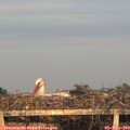 20_15-mast.jpg