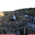 20_15-nest.jpg