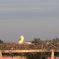 20_20-mast.jpg