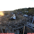 20_20-nest.jpg