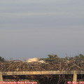 20_25-mast.jpg
