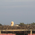 20_30-mast.jpg